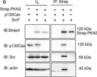 Western Blot: Strep II Tag Antibody (517) [NBP2-43735]