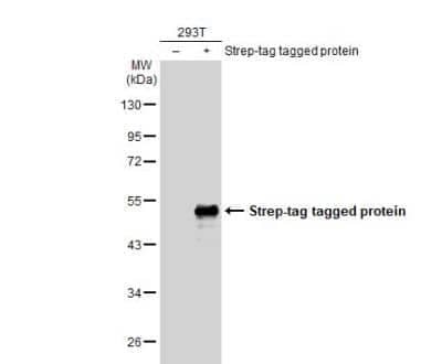 Western Blot: Strep II Tag Antibody (517) [NBP2-43735]