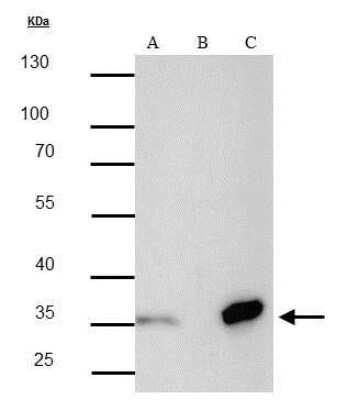 Immunoprecipitation: Strep II Tag Antibody (661) [NBP2-43719]