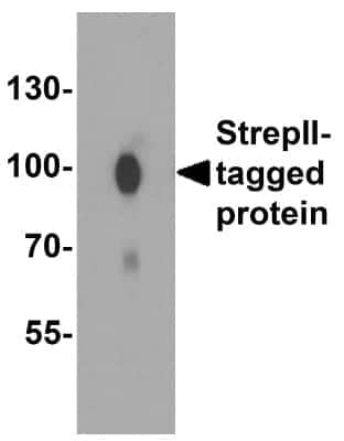 Western Blot: Strep II Tag AntibodyBSA Free [NBP2-41073]