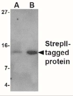 Western Blot: Strep II Tag AntibodyBSA Free [NBP2-41075]