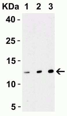 Western Blot: Strep II Tag AntibodyBSA Free [NBP2-41075]