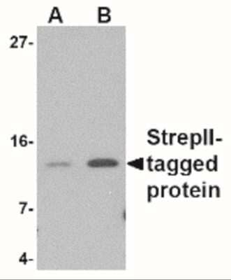 Western Blot: Strep II Tag AntibodyBSA Free [NBP2-41076]