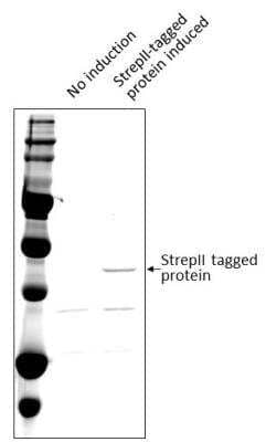Western Blot: Strep II Tag AntibodyBSA Free [NBP2-41076]
