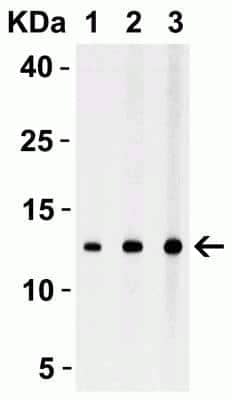 Western Blot: Strep II Tag AntibodyBSA Free [NBP2-41076]