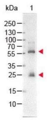 Western Blot: Streptavidin Native Protein [NBP2-29371]