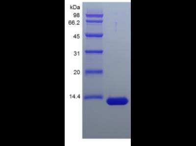SDS-PAGE: Recombinant Streptavidin Protein [NBP2-35315]