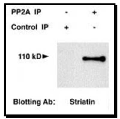 Western Blot: Striatin Antibody [NB110-74571]