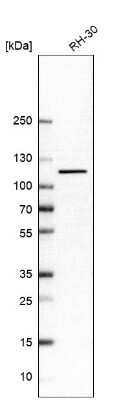 Western Blot: Striatin Antibody [NBP1-80762]