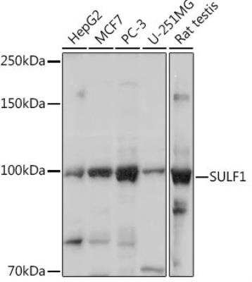 Western Blot: Sulfatase 1 AntibodyAzide and BSA Free [NBP2-94666]