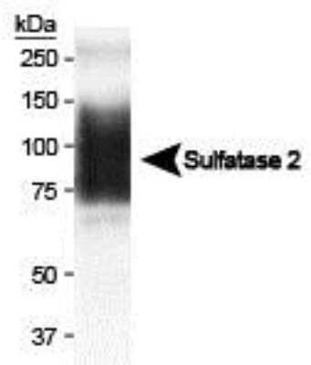 Western Blot: Sulfatase-2/SULF2 Antibody (2B4)Azide and BSA Free [NBP2-80967]