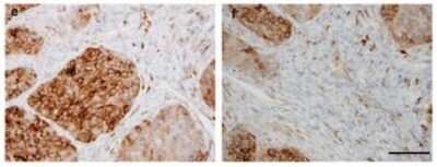 Immunohistochemistry-Paraffin: Sulfatase-2/SULF2 Antibody (2B4) - BSA Free [NBP1-36727]