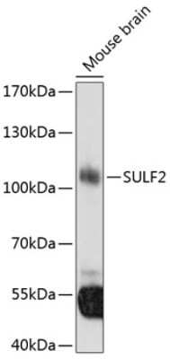 Western Blot: Sulfatase-2/SULF2 AntibodyAzide and BSA Free [NBP2-95250]