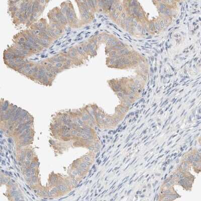 Immunohistochemistry-Paraffin: Sulfatase Modifying Factor 2/SUMF2 Antibody [NBP1-84145]