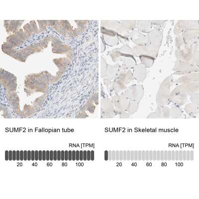 Immunohistochemistry-Paraffin: Sulfatase Modifying Factor 2/SUMF2 Antibody [NBP1-84145]