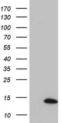 Western Blot: Suppressor of Ty 4 homolog 1 Antibody (OTI6B10) [NBP2-46032]