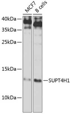 Western Blot: Suppressor of Ty 4 homolog 1 AntibodyBSA Free [NBP2-93471]