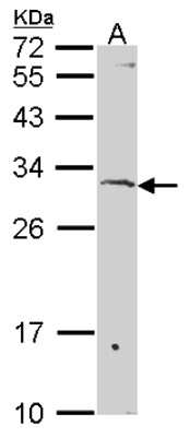 Western Blot: Surf1 Antibody [NBP2-20537]