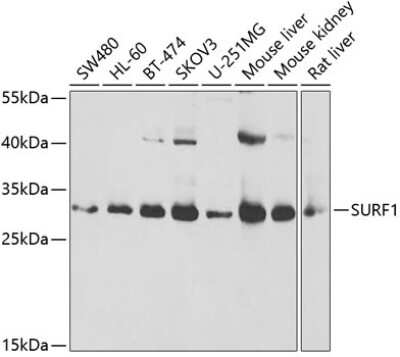 Western Blot: Surf1 AntibodyBSA Free [NBP2-94912]