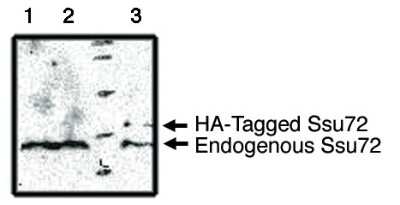 Western Blot: Surf1 Antibody [NBP3-11904]