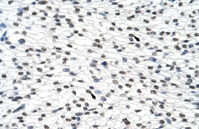 Immunohistochemistry-Paraffin: Surf6 Antibody [NBP1-57162]