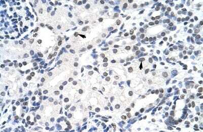 Immunohistochemistry-Paraffin: Surf6 Antibody [NBP1-57162]