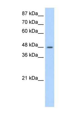 Western Blot: Surf6 Antibody [NBP1-57161]