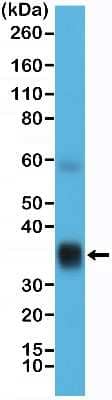 Western Blot: Surfactant Protein A Antibody (RM334) [NBP2-77414]