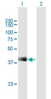 Western Blot: SP-B/Surfactant Protein B Antibody [H00006439-B01P]