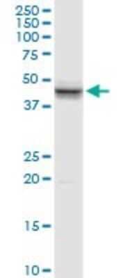 Western Blot: SP-B/Surfactant Protein B Antibody [H00006439-D01P]