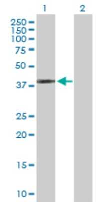 Western Blot: SP-B/Surfactant Protein B Antibody [H00006439-D01P]