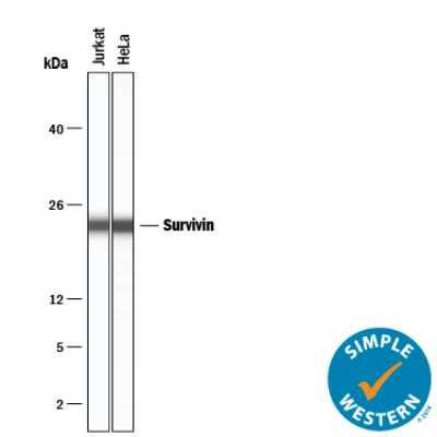 Simple Western: Survivin Antibody (1277A)Azide and BSA Free [NBP2-80971]