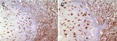 Immunohistochemistry-Paraffin: Survivin Antibody (32.1) - BSA Free [NB500-237]