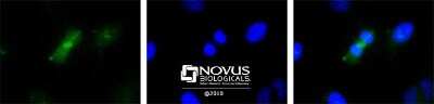 Immunocytochemistry/ Immunofluorescence: Survivin Antibody (60.11) - Unpurified [NB500-205]