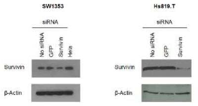 Knockdown Validated: Survivin Antibody (60.11) - BSA Free [NB500-238]