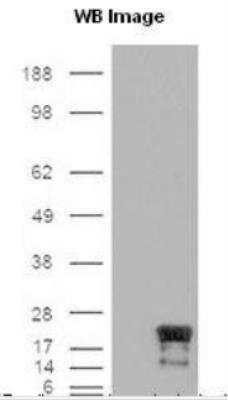 Western Blot: Survivin Antibody (60.11)Unpurified [NB500-205]