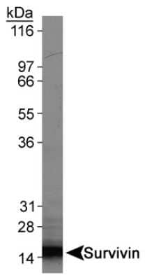 Western Blot: Survivin Antibody (60.11)BSA Free [NB500-238]