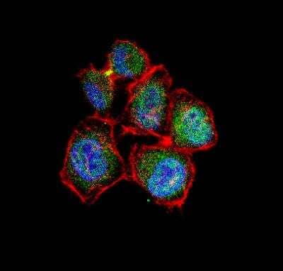 Immunocytochemistry/ Immunofluorescence: Survivin Antibody - BSA Free [NB500-201]