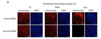 Knockdown Validated: Survivin Antibody - BSA Free [NB500-201]