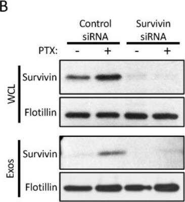 Knockdown Validated: Survivin Antibody - BSA Free [NB500-201]