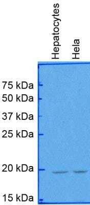 Western Blot: Survivin AntibodyBSA Free [NB500-201]