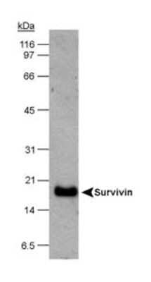 Western Blot: Survivin AntibodyBSA Free [NB500-201]