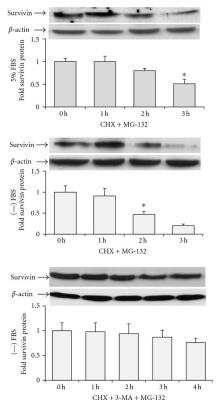 Western Blot: Survivin AntibodyBSA Free [NB500-201]