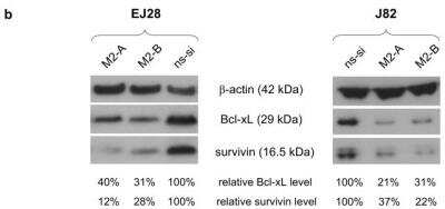 Western Blot: Survivin AntibodyBSA Free [NB500-201]