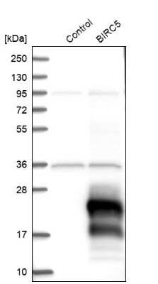 Western Blot: Survivin Antibody [NBP2-48494]