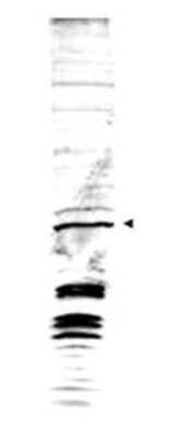 Western Blot: Swi6 Antibody [NB600-932]