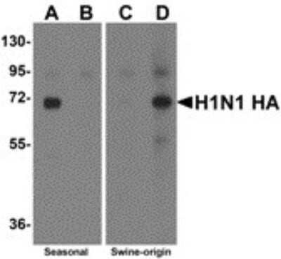 Western Blot: Swine Influenza A H1N1 Hemagglutinin AntibodyBSA Free [NBP2-41105]