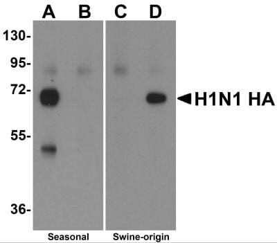 Western Blot: Swine Influenza A H1N1 Hemagglutinin AntibodyBSA Free [NBP2-41107]