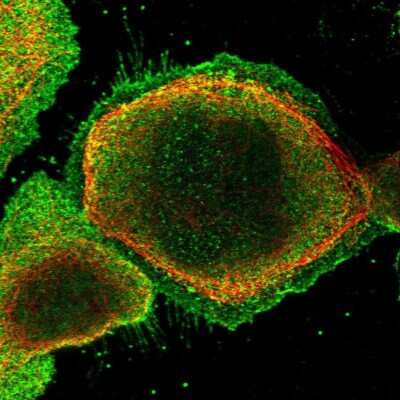 Immunocytochemistry/ Immunofluorescence: Symplekin Antibody [NBP1-92464]