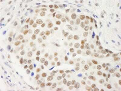Immunohistochemistry-Paraffin: Symplekin Antibody [NB100-74592]